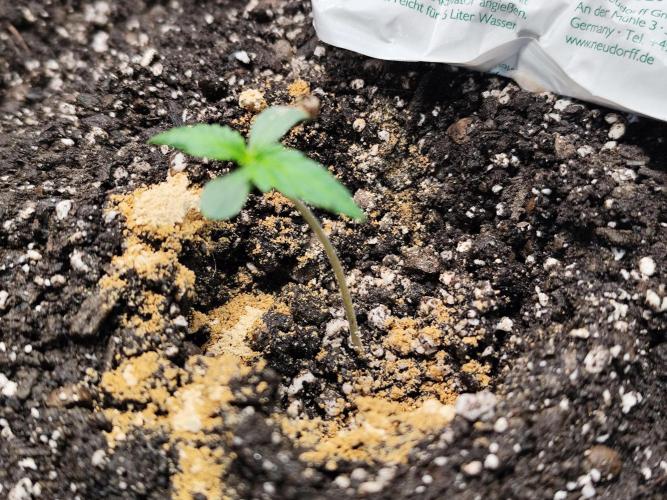 Glue Gelato Auto Strain by Barneys Farm. Week 1