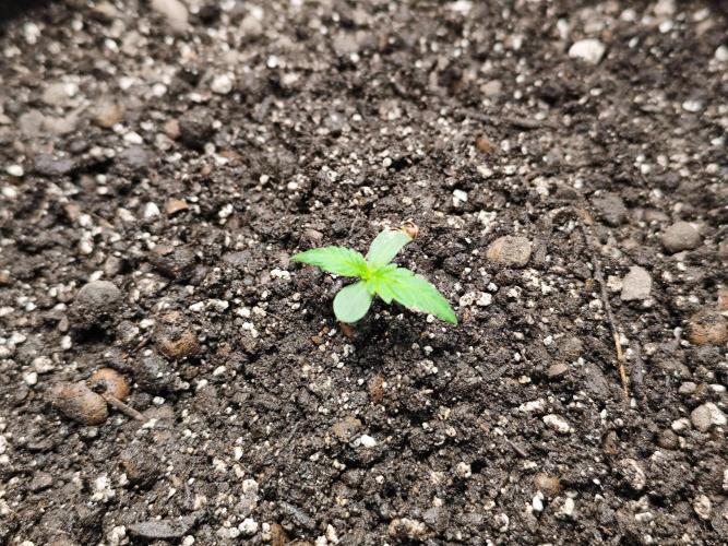 Glue Gelato Auto Strain by Barneys Farm. Week 1
