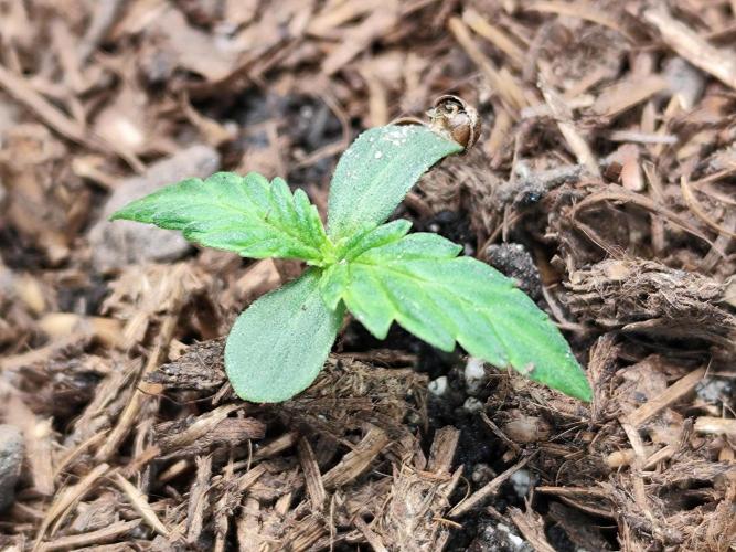 Glue Gelato Auto Strain by Barneys Farm. Week 1
