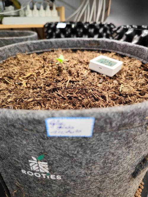 Glue Gelato Auto Strain by Barneys Farm. Week 1