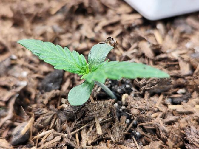 Glue Gelato Auto Strain by Barneys Farm. Week 1