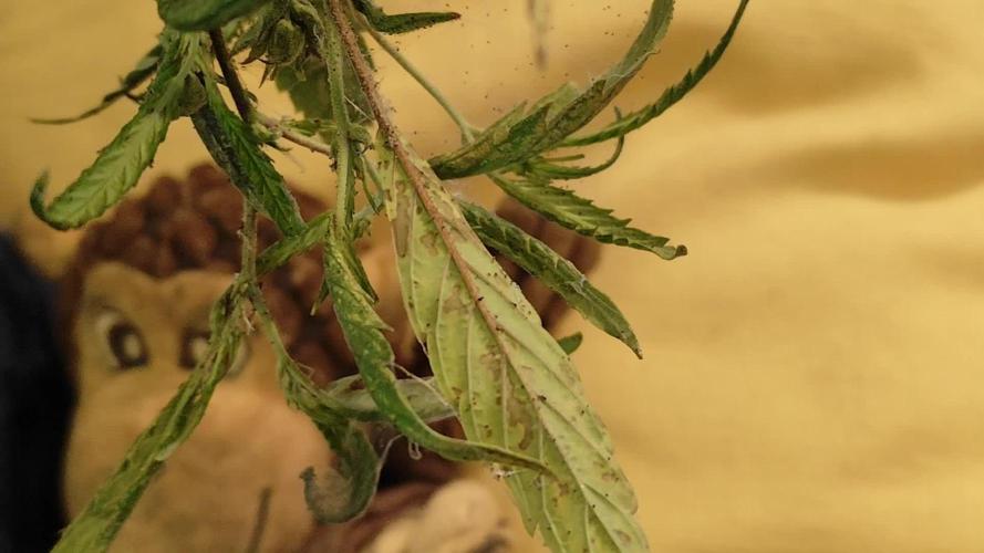 Membrana Hyper Autofem von VIP Seeds