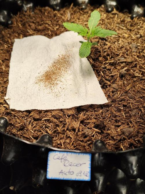 Cafe Racer Autoflower von Blimburn Seeds. Week 2 - Tag 19