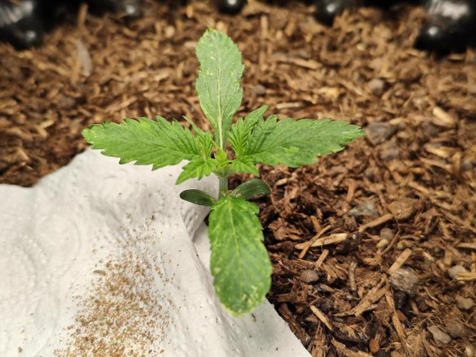 Cafe Racer Autoflower von Blimburn Seeds. Week 2