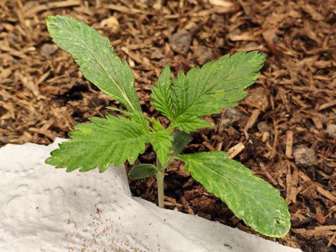 Cafe Racer Autoflower von Blimburn Seeds. Week 2