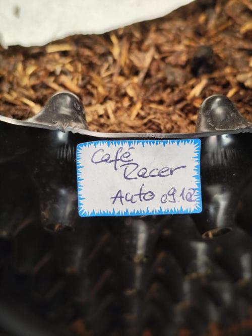 Cafe Racer Autoflower von Blimburn Seeds. Week 2 - Tag 20