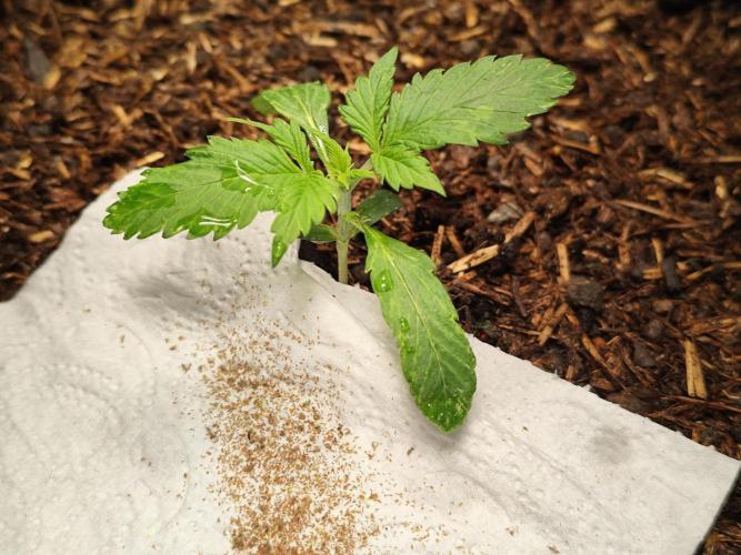 Cafe Racer Autoflower von Blimburn Seeds. Week 2