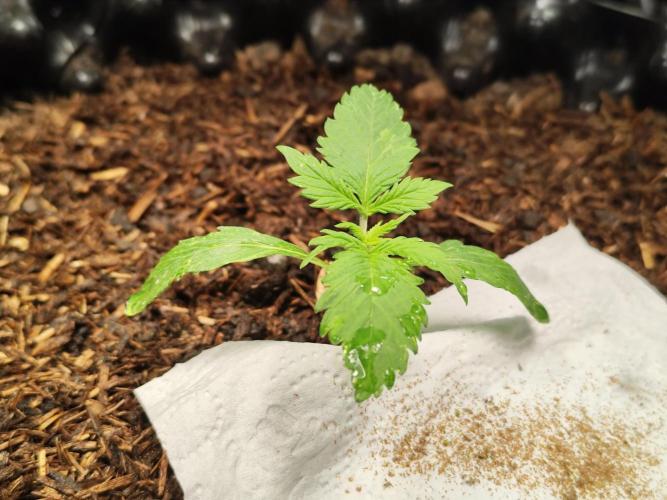 Cafe Racer Autoflower von Blimburn Seeds. Week 2