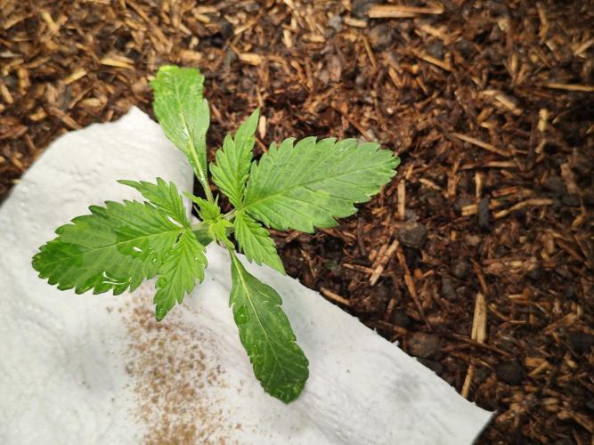 Cafe Racer Autoflower von Blimburn Seeds. Week 2