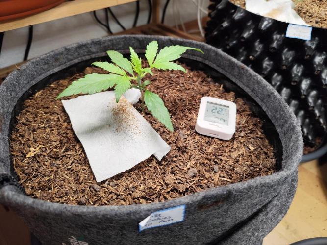 Gorilla Cookies Auto von 2Fast4Buds. Week 2 - Tag 19