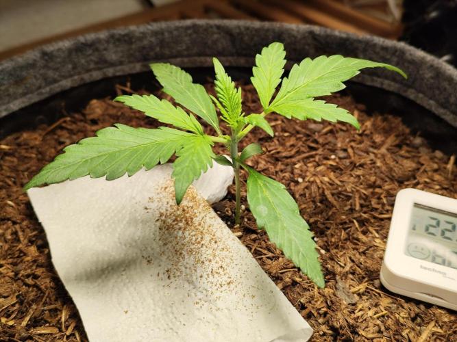 Gorilla Cookies Auto von 2Fast4Buds. Week 2