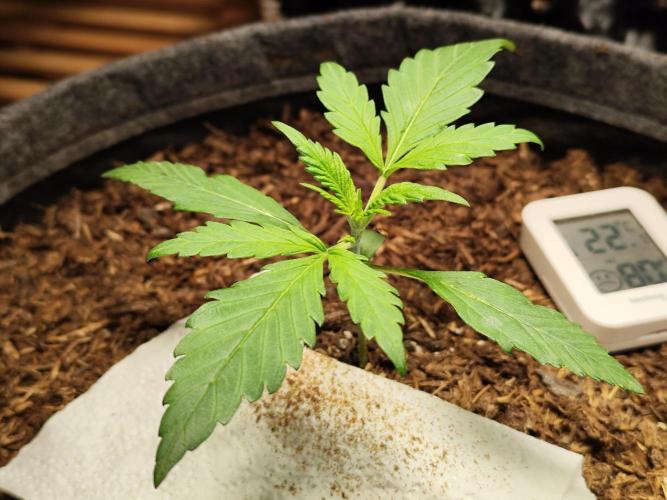 Gorilla Cookies Auto von 2Fast4Buds. Week 2