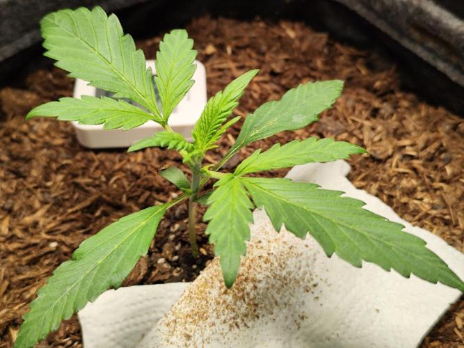 Gorilla Cookies Auto von 2Fast4Buds. Week 2