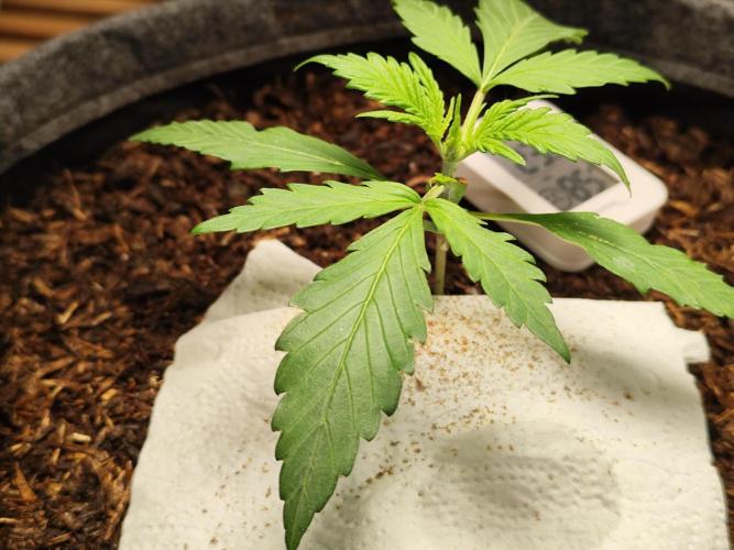 Gorilla Cookies Auto von 2Fast4Buds. Week 2 - Tag 20