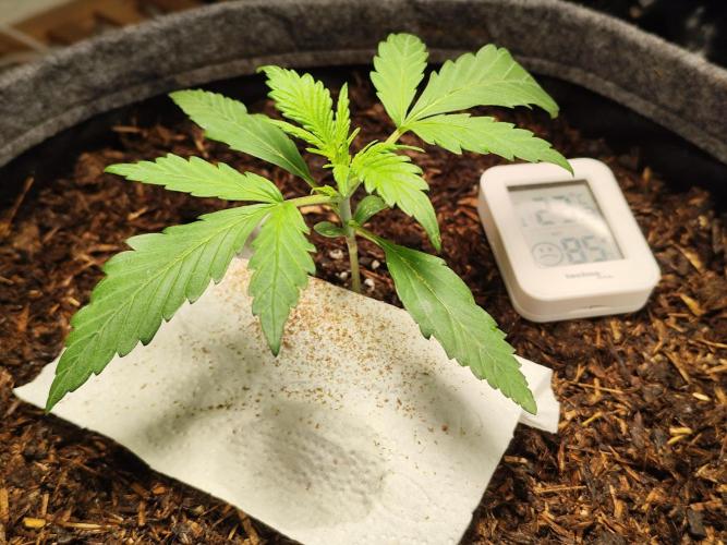 Gorilla Cookies Auto von 2Fast4Buds. Week 2