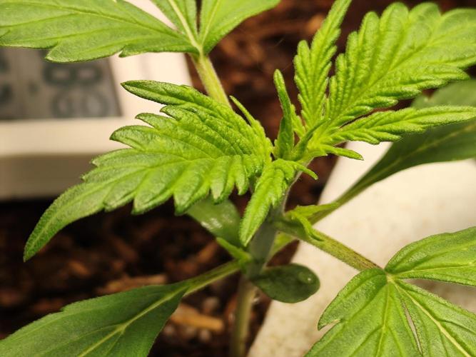 Gorilla Cookies Auto von 2Fast4Buds. Week 2