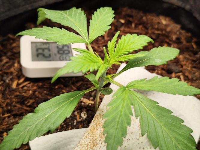 Gorilla Cookies Auto von 2Fast4Buds. Week 2