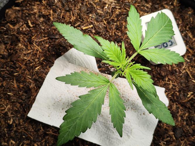 Gorilla Cookies Auto von 2Fast4Buds. Week 2