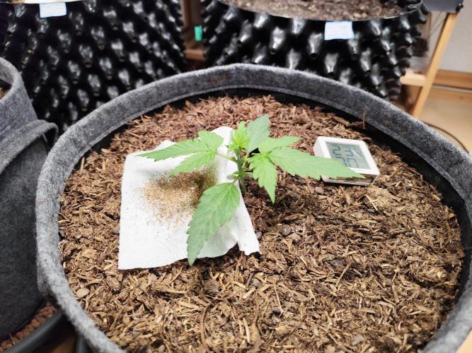 Glue Gelato Auto Strain by Barneys Farm. Week 2 - Tag 19