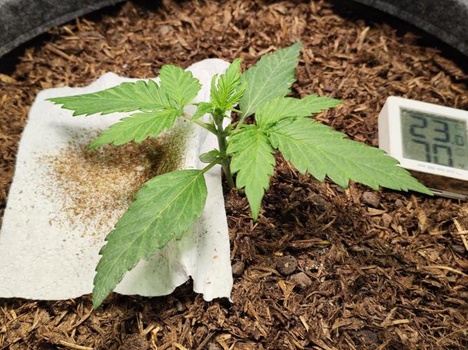 Glue Gelato Auto Strain by Barneys Farm. Week 2