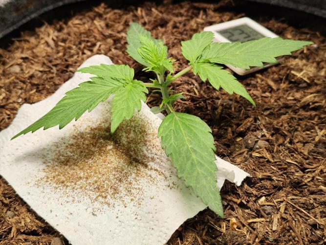 Glue Gelato Auto Strain by Barneys Farm. Week 2