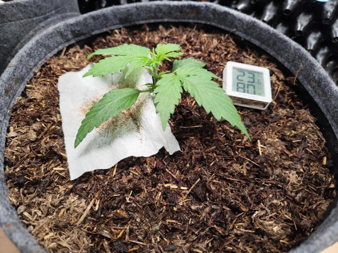 Glue Gelato Auto Strain by Barneys Farm. Week 2 - Tag 20