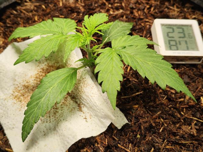 Glue Gelato Auto Strain by Barneys Farm. Week 2