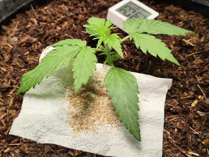 Glue Gelato Auto Strain by Barneys Farm. Week 2