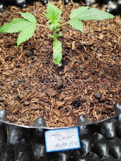 Cafe Racer Autoflower von Blimburn Seeds. Week 3 - Tag 23