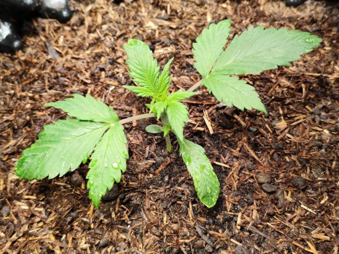 Cafe Racer Autoflower von Blimburn Seeds. Week 3