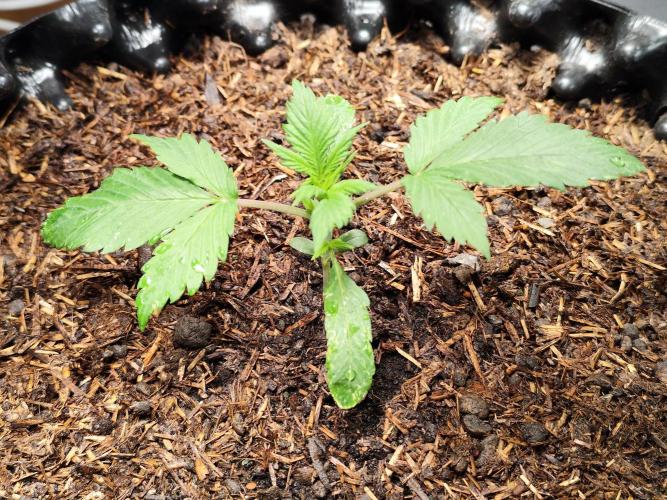 Cafe Racer Autoflower von Blimburn Seeds. Week 3