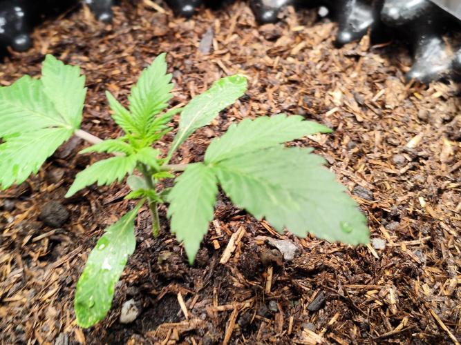 Cafe Racer Autoflower von Blimburn Seeds. Week 3