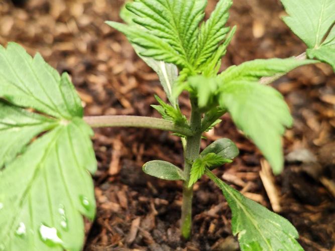Cafe Racer Autoflower von Blimburn Seeds. Week 3
