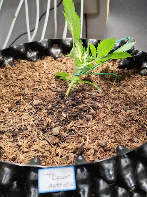 Cafe Racer Autoflower von Blimburn Seeds. Week 3 - Tag 26 LST