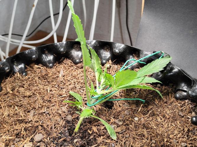 Cafe Racer Autoflower von Blimburn Seeds. Week 3