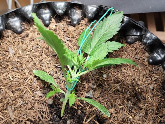 Cafe Racer Autoflower von Blimburn Seeds. Week 3