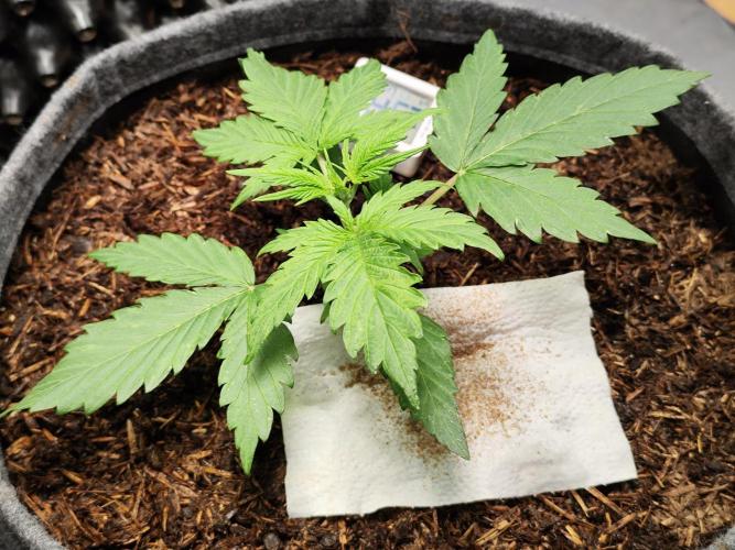 Glue Gelato Auto Strain by Barneys Farm. Week 3