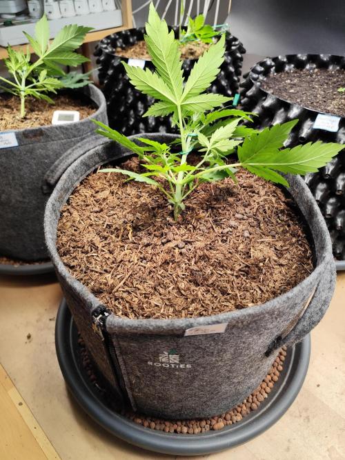 Glue Gelato Auto Strain by Barneys Farm. Week 3 - Tag 26