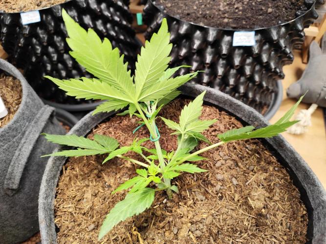 Glue Gelato Auto Strain by Barneys Farm. Week 3