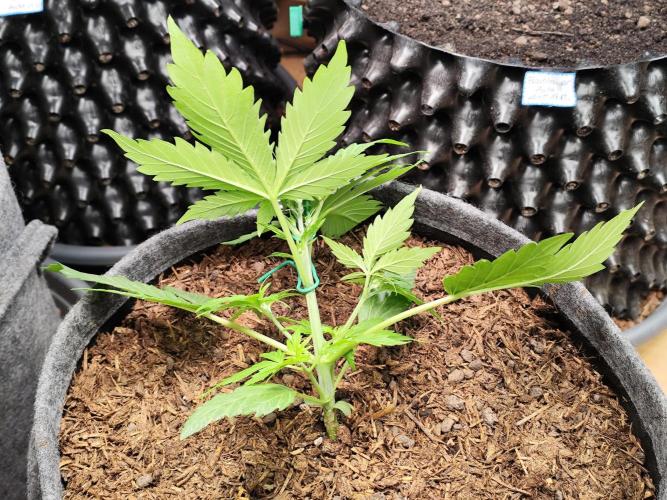Glue Gelato Auto Strain by Barneys Farm. Week 3