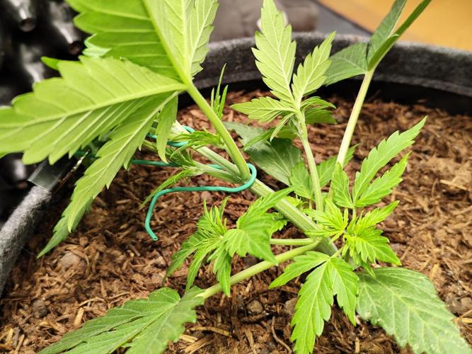 Glue Gelato Auto Strain by Barneys Farm. Week 3