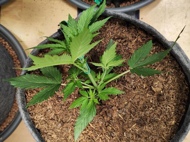 Glue Gelato Auto Strain by Barneys Farm. Week 3