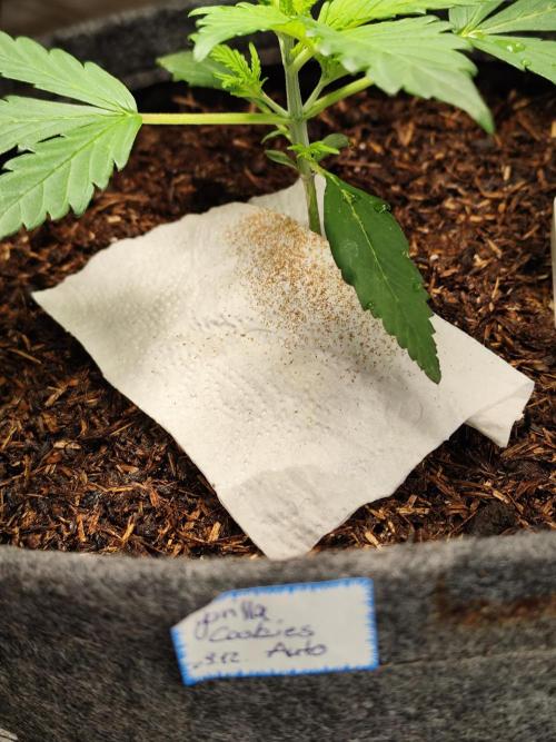 Gorilla Cookies Auto von 2Fast4Buds. Week 3 - Tag 23