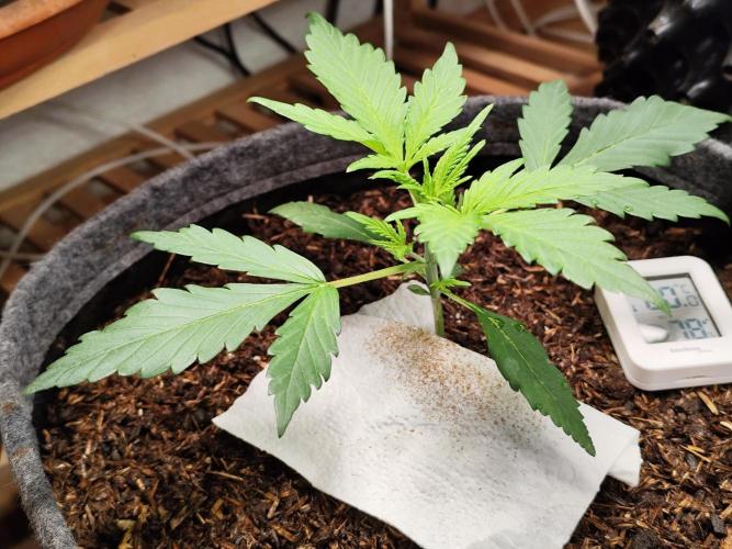 Gorilla Cookies Auto von 2Fast4Buds. Week 3
