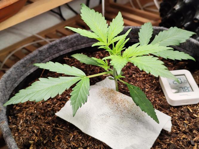 Gorilla Cookies Auto von 2Fast4Buds. Week 3