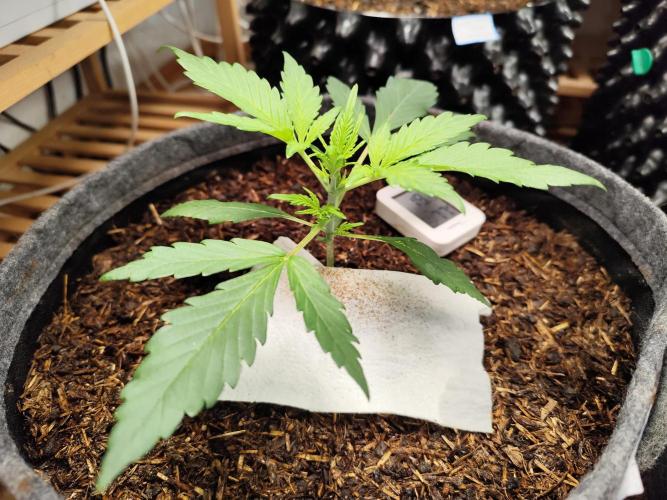 Gorilla Cookies Auto von 2Fast4Buds. Week 3