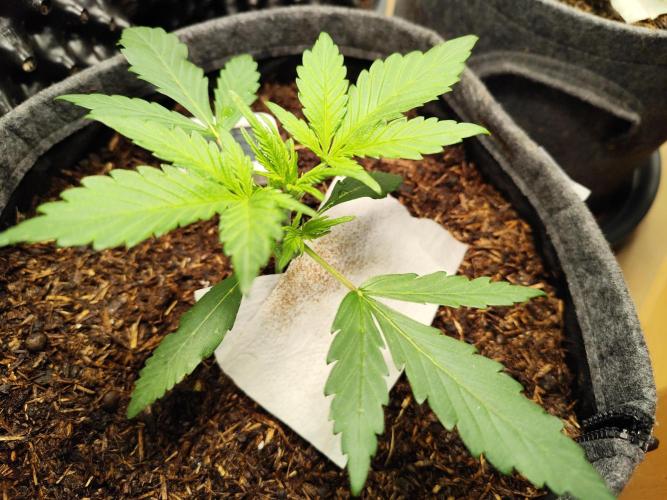 Gorilla Cookies Auto von 2Fast4Buds. Week 3