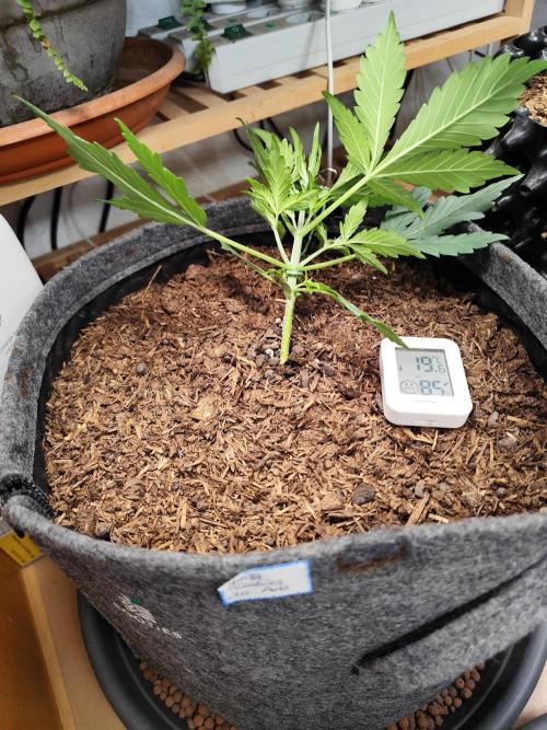 Gorilla Cookies Auto von 2Fast4Buds. Week 3 - Tag 26