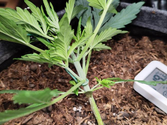Gorilla Cookies Auto von 2Fast4Buds. Week 3
