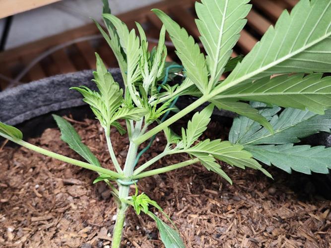 Gorilla Cookies Auto von 2Fast4Buds. Week 3